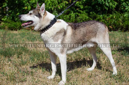 Luxus Hundehalsband Leder mit 2-reihigen Spikes ❈ Laika