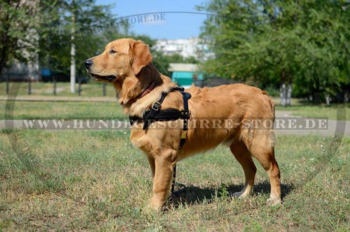 Hundegeschirr Leder für Golden Retriever für Ziehen und Sport