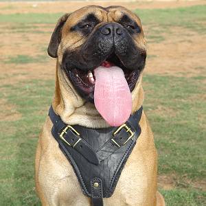 Large Breeds Agitation/Protection Dog Harness