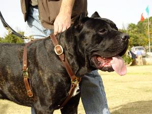 Cane Corso Hundegeschirr aus Leder, von Hand gefertigt