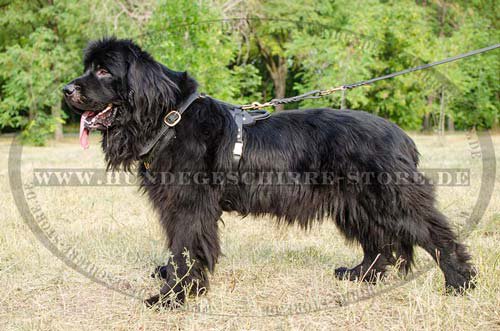 leather harness Newfoundland H10