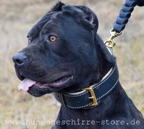 Hundehalsband aus Leder für Bandog, durchgenäht und vernietet