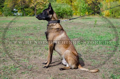 Leder Hundehalsband für Malinois mit 3 Reihen Pyramiden ▲