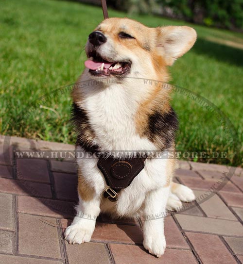 Hundegeschirr Leder bequem für Welsh Corgi Cardigan, dekoriert