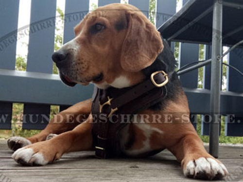 Hundegeschirr aus Leder für Beagle Training und Ausläufe