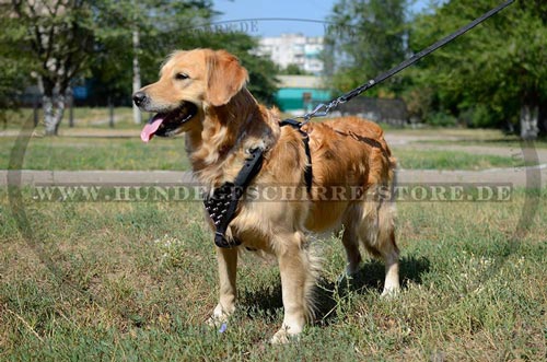Hundegeschirr aus Leder mit Spikes-Dekor für Golden Retriever