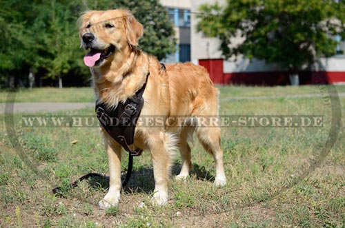Leder Hundegeschirr für Golden Retriever für Dienstarbeit