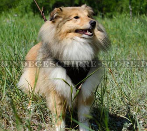 Hundegeschirr aus Leder gepolstert für Sheltie, elegant