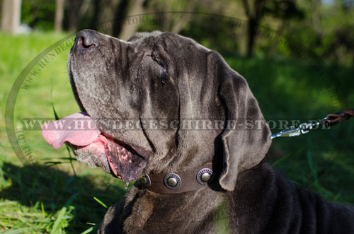 Leder Hundehalsband für Mastino Napoletano mit Silber-Conchos