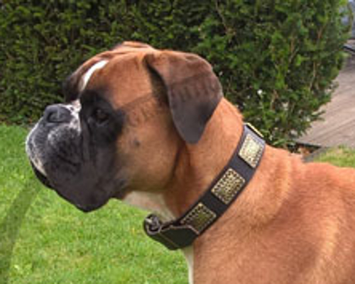 Leder Hundehalsband für Boxer mit geprägten Platten, prächtig