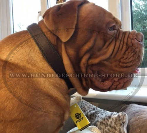 Hundehalsband Leder für Bordeauxdogge in klassischem Design