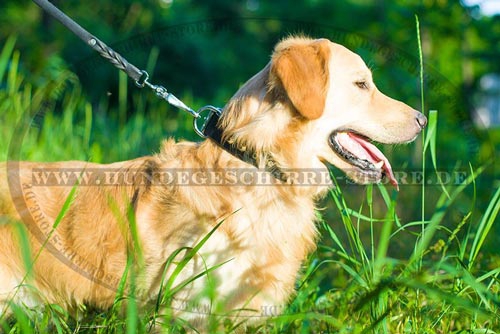 Leder Hundehalsband mit Pyramiden-Dekor für Golden Retriever