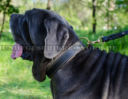 Leder Hundehalsband für Mastino Napoletano mit heller Polsterun