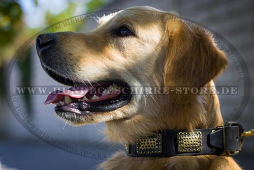 Hundehalsband aus Leder für Golden Retriever mit Relief-Platten