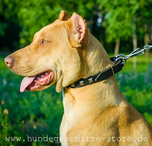 Leder Hundehalsband für Pitbull, zarte Verzierung