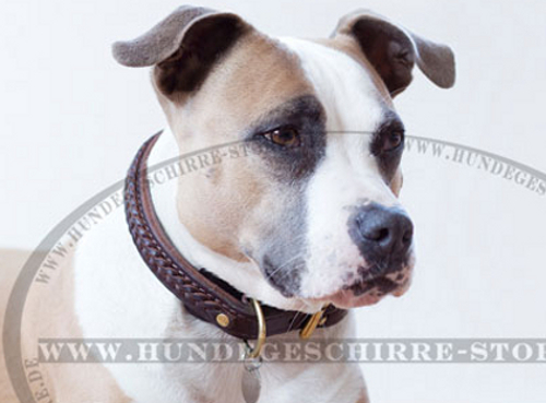 Hundehalsband aus Leder mit akkuratem Geflecht für Amstaff