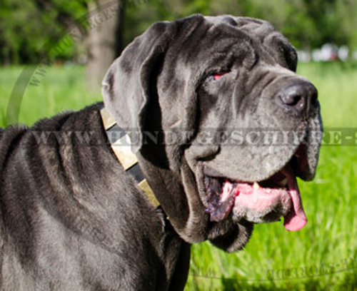 Hundehalsband Leder für Mastino Napoletano mit Handverzierung