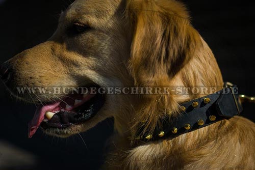 Leder Hundehalsband für Golden Retriever mit Messing-Spikes