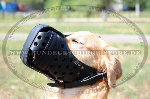 Maulkorb Leder mit Vorderteil-Verstärkung für Golden Retriever