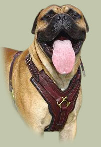 Edles Hundegeschirr aus Leder für Bullmastiff