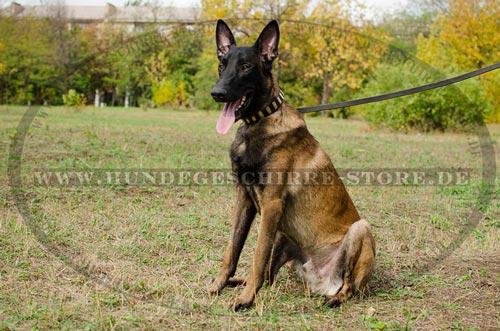 Hundehalsband für Malinois mit vernickelten Platten BEST