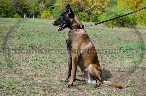 Leder Hundehalsband für Malinois Perfektes Design