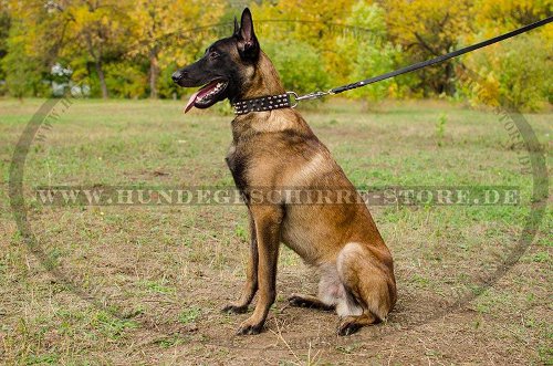 Breites Halsband für Malinois mit 3-reihigen Spike-Design!