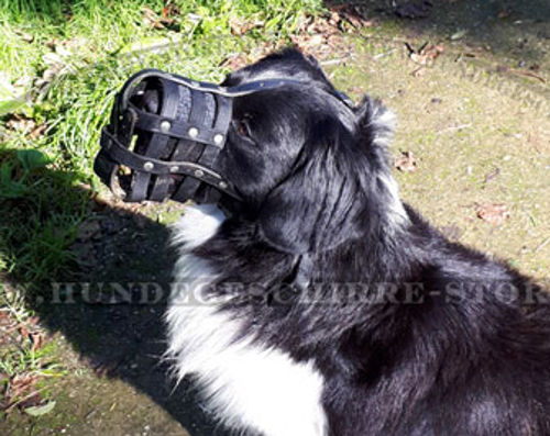 Leder Maulkorb gepolstert für Border Collie, strapazierfähig
