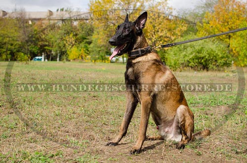 Hundehalsband mit Nappa für Belgischen Schäferhund