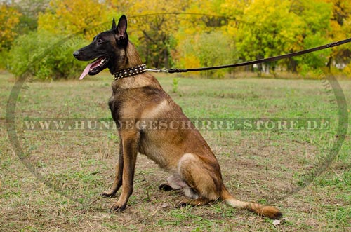 Malinois Halsband Leder mit Spikes und Nieten Prachtvoll-Design