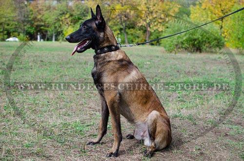 Nylon Hundehalsband für Malinois mit silber Concho