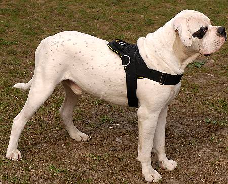 Nylon dog harness