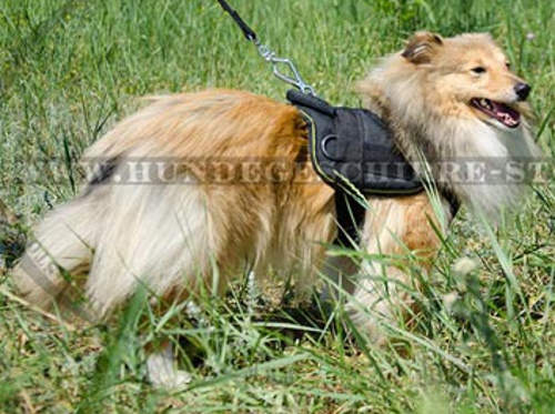 Hundegeschirr Nylon für Sheltie Training und Ausläufe, sicher