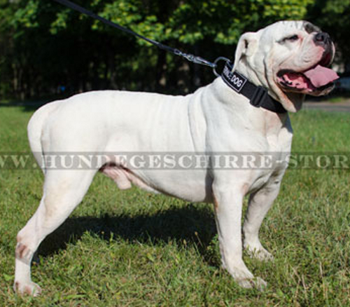 Hundehalsband aus Nylon für Amerikanische Bulldogge mit Logos