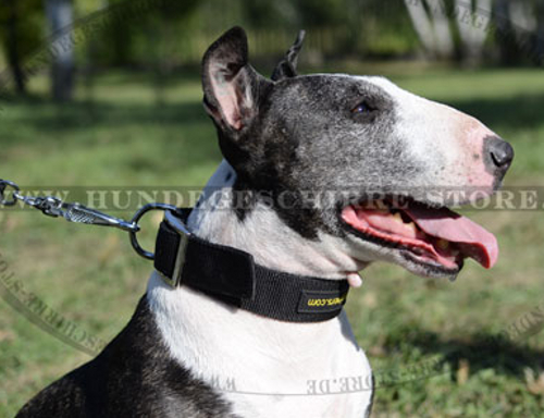 Nylon Hundehalsband für Bullterrier in klassischem Design stark