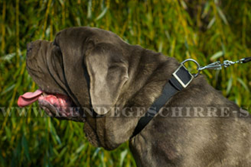 Hundehalsband Nylon für Mastino Napoletano, praktisch und stark