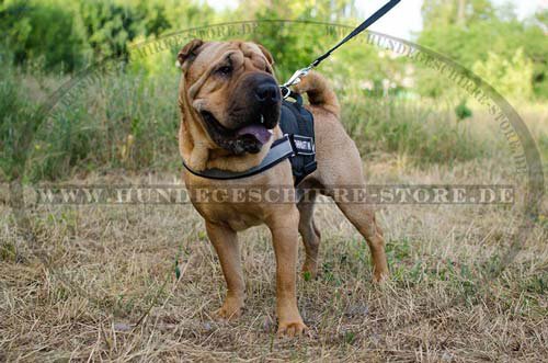 Hund Tabletten Geben Mit Liebe Und Geduld! 