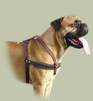 Bullmastiff Zughundegeschirr aus Leder