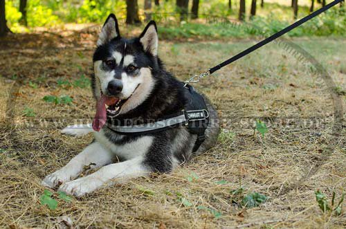 nylongeschirr mit reflektierendem band malamute kaufen