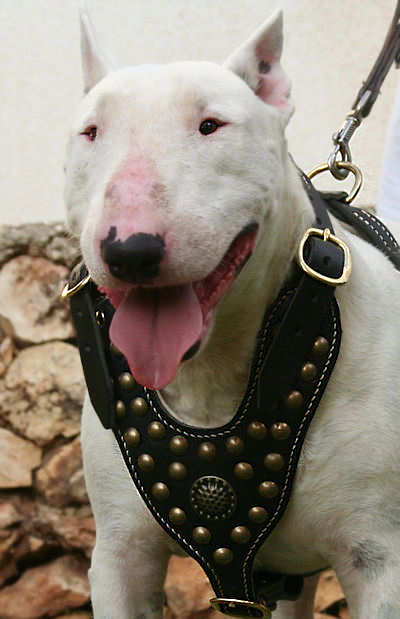 Bull Terrier Edles Hundegeschirr