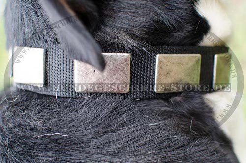 Nylon Halsband für Sennenhund | Nylonhalsband Platten
