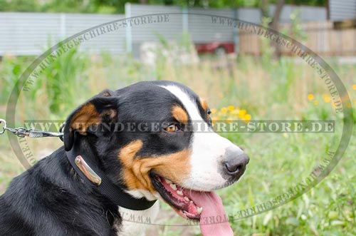 Nylonhalsband mit Namensschild | Halsband für Sennenhund 2023