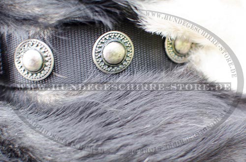 Breites Nylonhalsband mit Silber-Concho für Sennenhund ❍