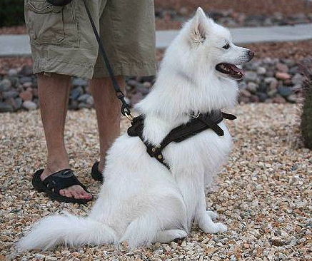 Trekking Brustgeschirr für American Eskimo