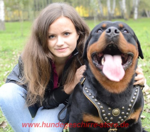 Rottweiler Edles mit Nieten Hundegeschirr aus Leder