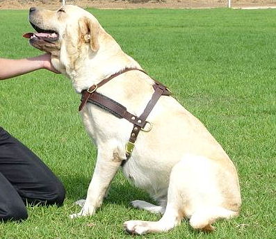 Hundegeschirr Leder für Labrador, leicht und praktisch