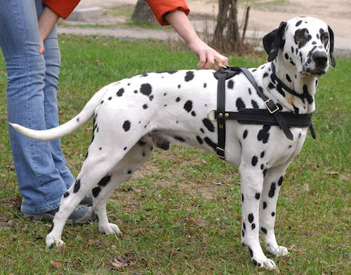 Dalmatian leather dog harness H5