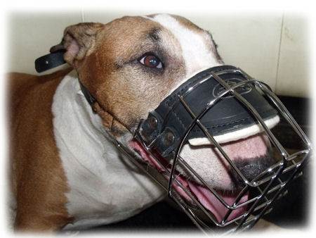 Wire Bull Terrier Muzzle - the Best Universal Offer