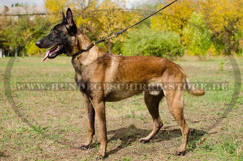 Zughalsband aus Leder für Belgischen Schäferhund Hundeshop