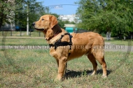 Hundegeschirr Leder für Golden Retriever für Ziehen und Sport Hundegeschirr Leder für Golden Retriever für Ziehen und Sport